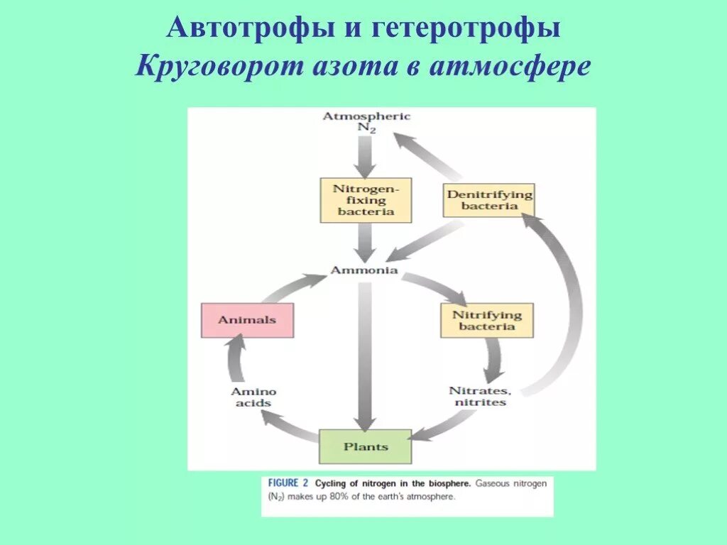 Гетеротрофы схема. Роль автотрофов в круговороте веществ. Автотрофы и гетеротрофы схема. Роль гетеротрофов в круговороте веществ. Роль ландыша в биологическом круговороте