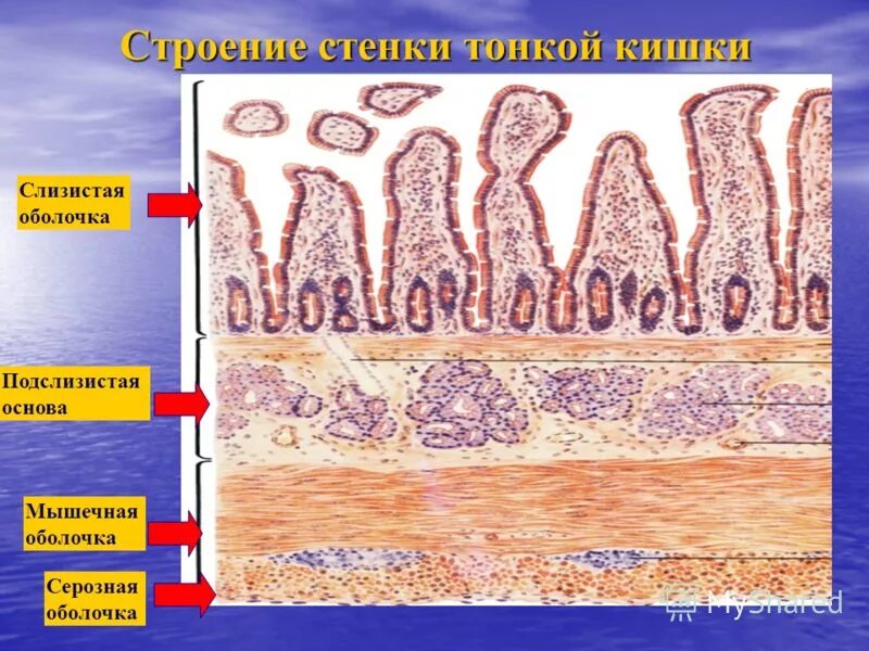 Слизистый слой кишки