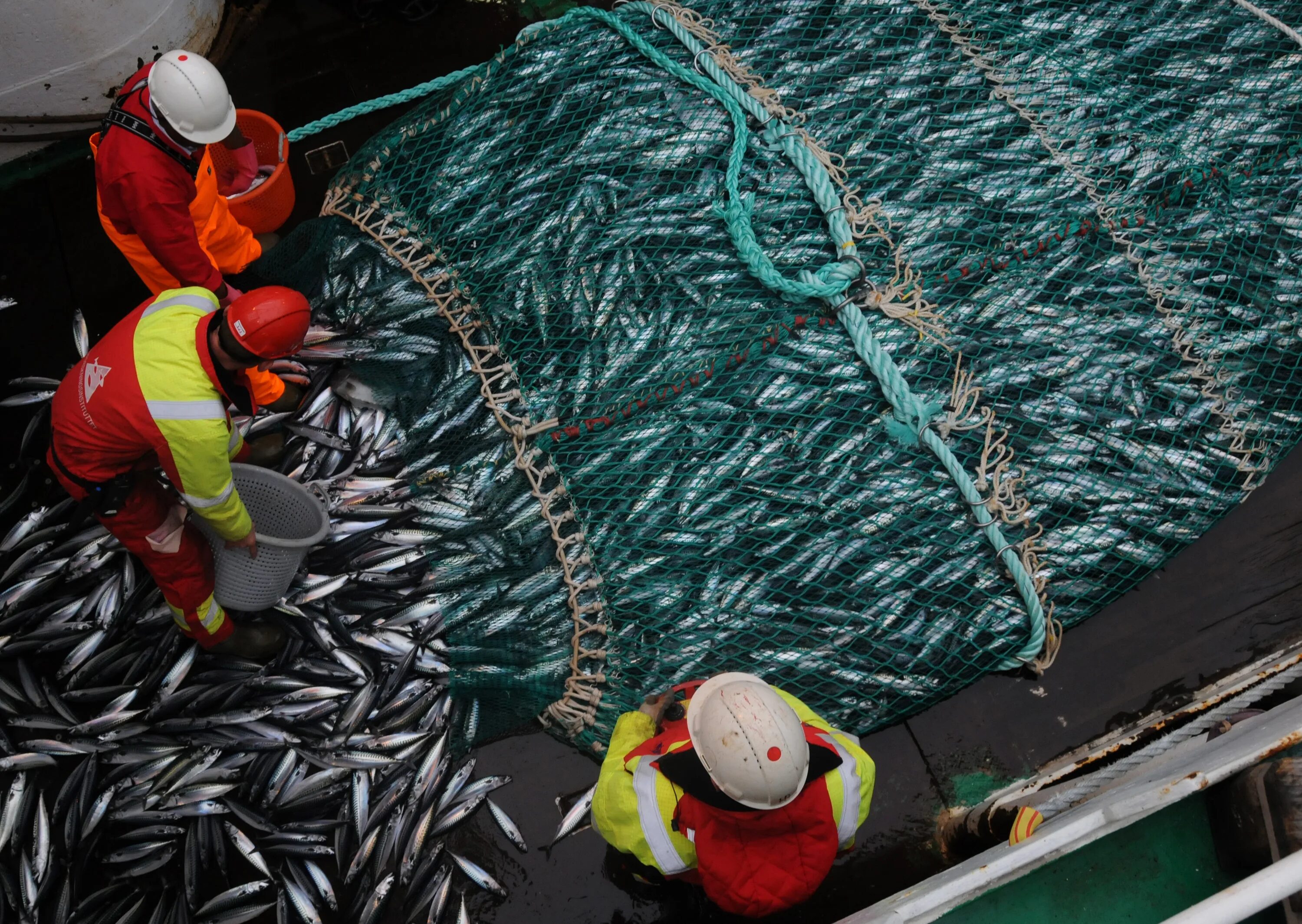 Добыча рыбы. Промышленное рыболовство. Добыча рыбы в океане. Рыбная промышленность Норвегии.
