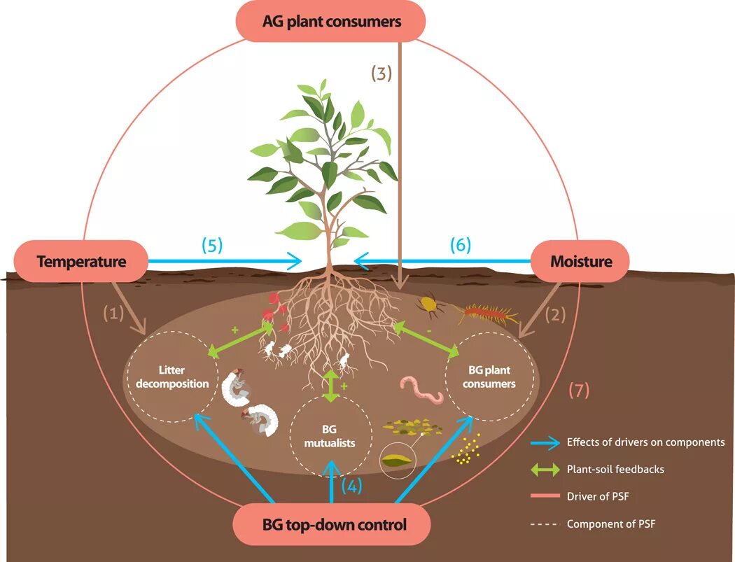 Plants control. Растения в почве. Элементы в почве. Физиология растений. Питание почвы.