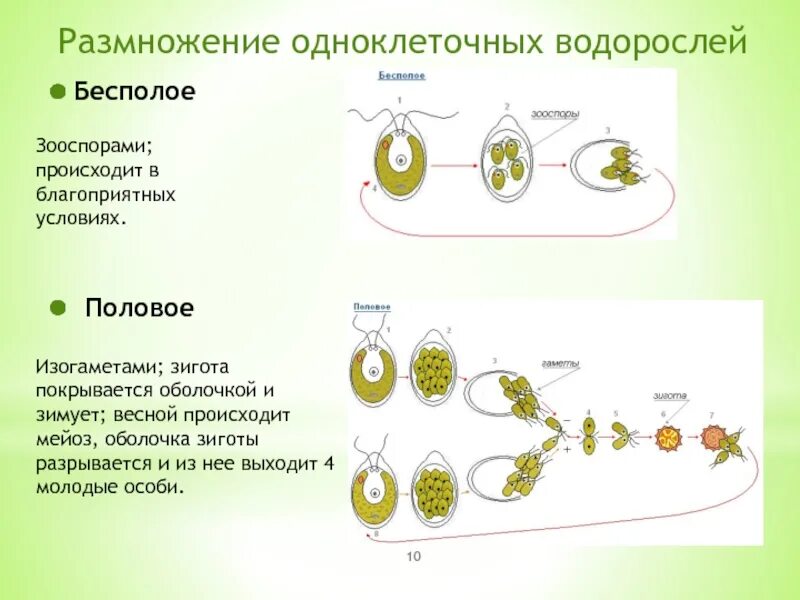 В размножении клетки принимает участие. Размножение водоросли песполое. Бесполое размножение простейших схема. Бесполое размножение водорослей. Размножение одноклеточных водорослей.