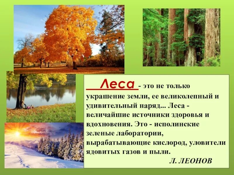 Леса украшающие нашу землю радуют глаз человека. Доклад про лес. Леса – величайшие источники здоровья и вдохновения.. Значение леса. Леса это украшение земли её великолепный и удивительный наряд.