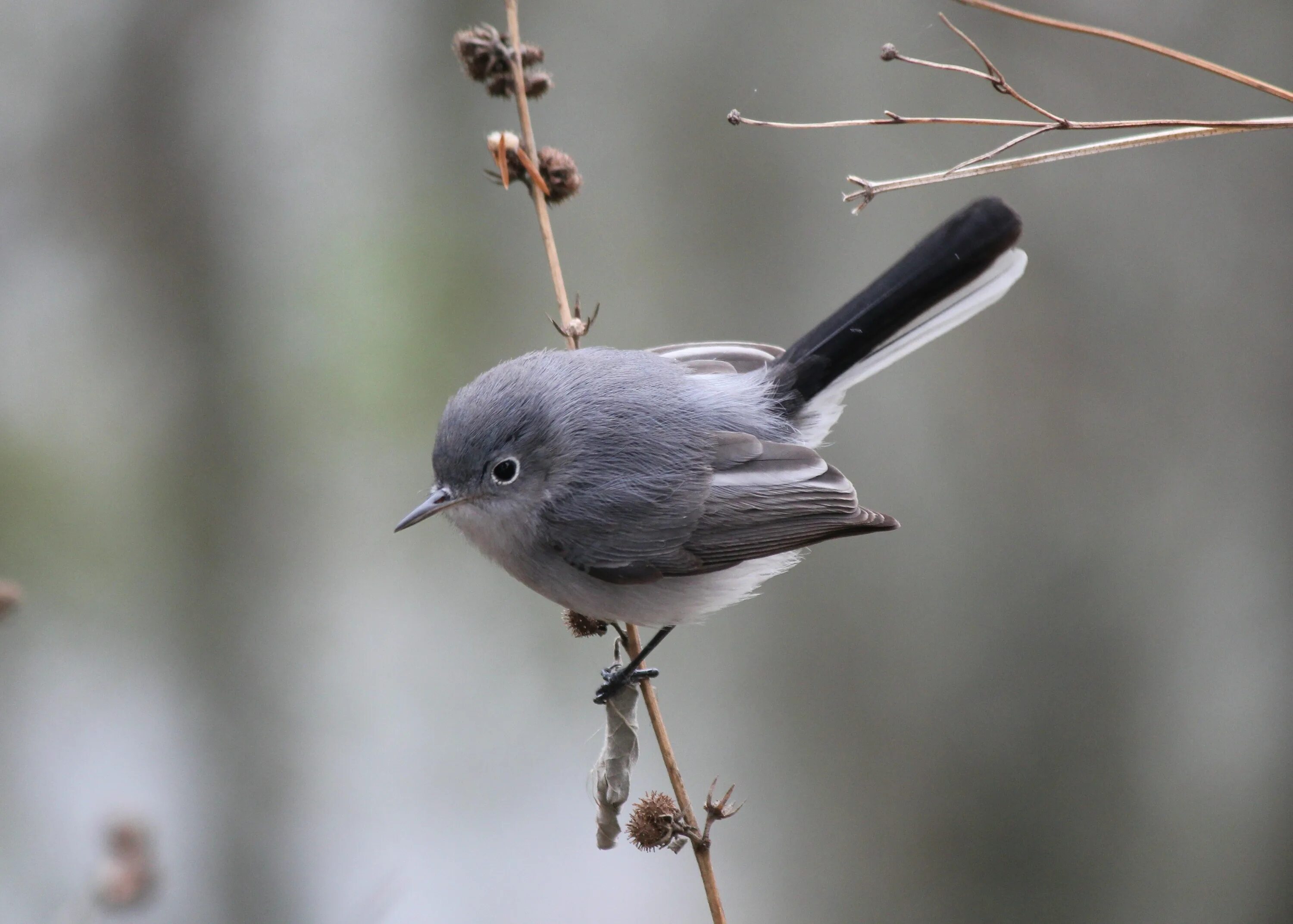 Птицы черноземья. Голубая комароловка. Polioptila caerulea. Комароловка птица. Blue-Gray Gnatcatcher.