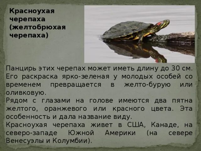 Красноухая Болотная черепаха. Красноухая черепаха информация. Сообщение о красноухой черепахе. Презентация про красноухих черепах.