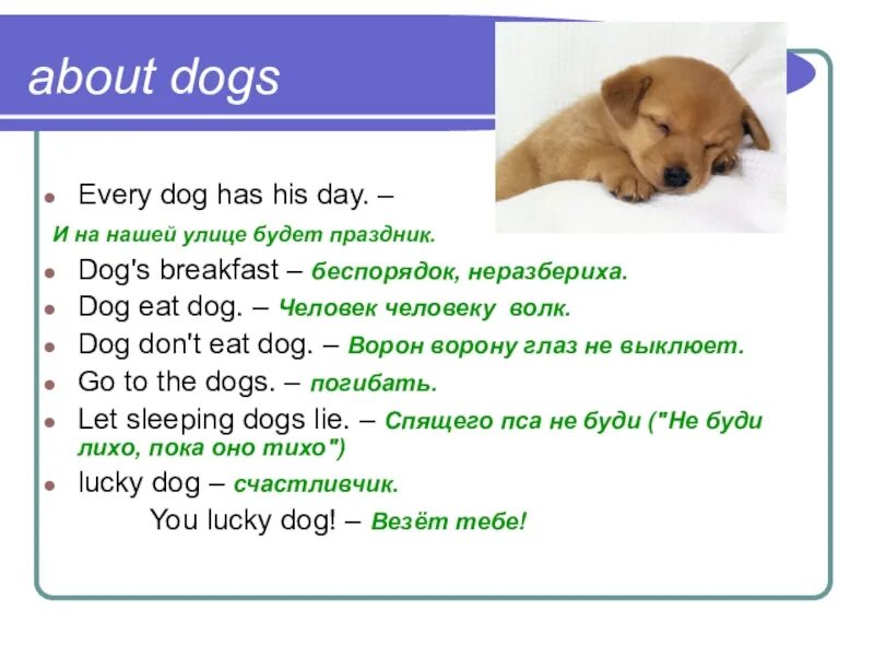 Mike has a small dog перевод. I have a Dog презентация. Every Dog has his Day. Картинка для презентации every Dog has his Day. The Dog have или has.