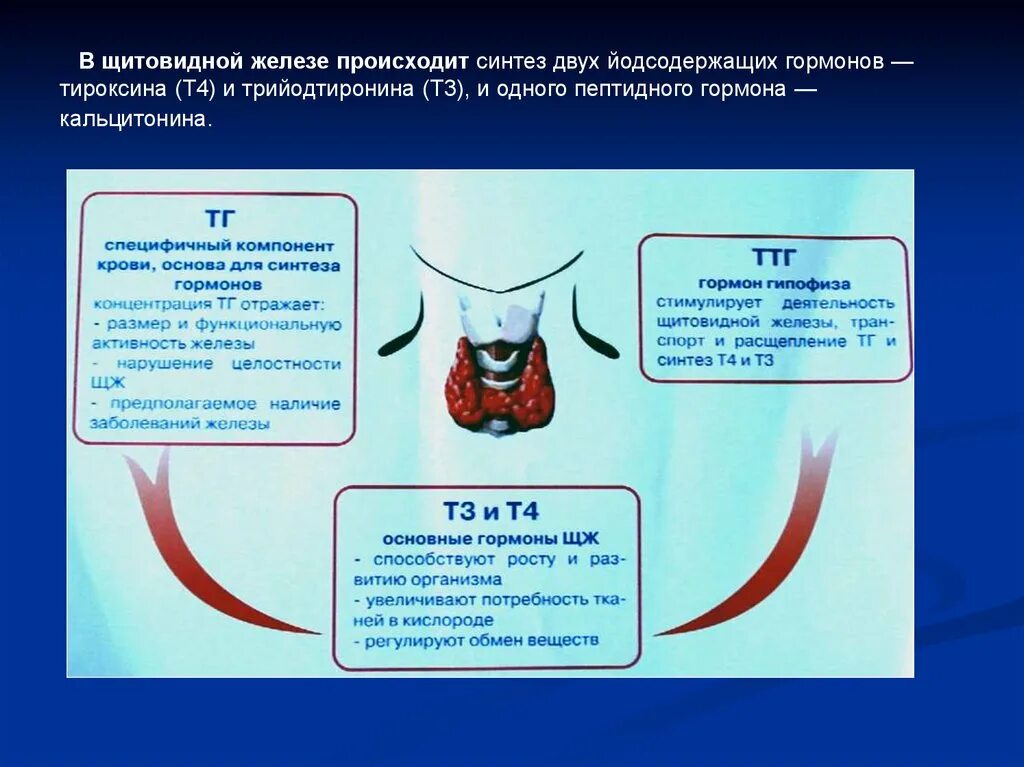 Гормон роста и гормоны щитовидной. Синтез гормонов щитовидной железы. Гормоны щитовидной железы презентация. Синтез гормонов в щитовидной железе. Железо и Синтез гормонов щитовидной железы.