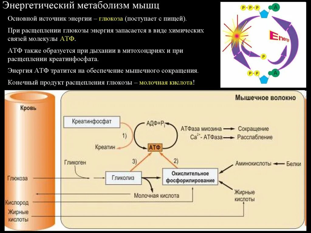 Атф запасает энергию. Метаболизм в сокращающейся мышце. Обмен веществ в мышцах. Метаболизм Глюкозы в мышцах. Источники энергии для мышечной работы.