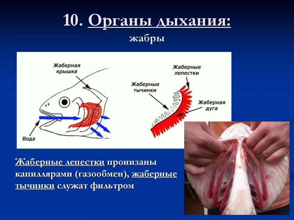 дыхательная система система у рыб строение. дыхательная система рыб жабры. строение жабр и функции. жабры выполняют функцию. схема строения дыхательной системы рыб.
