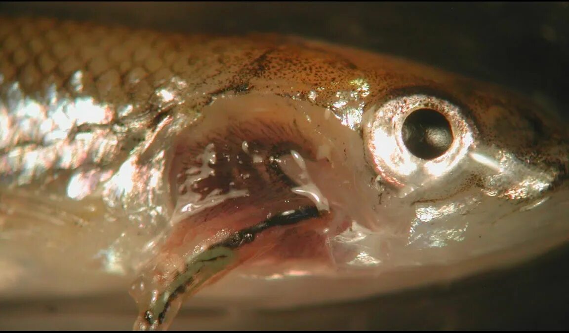 слизь на чешуе рыбы