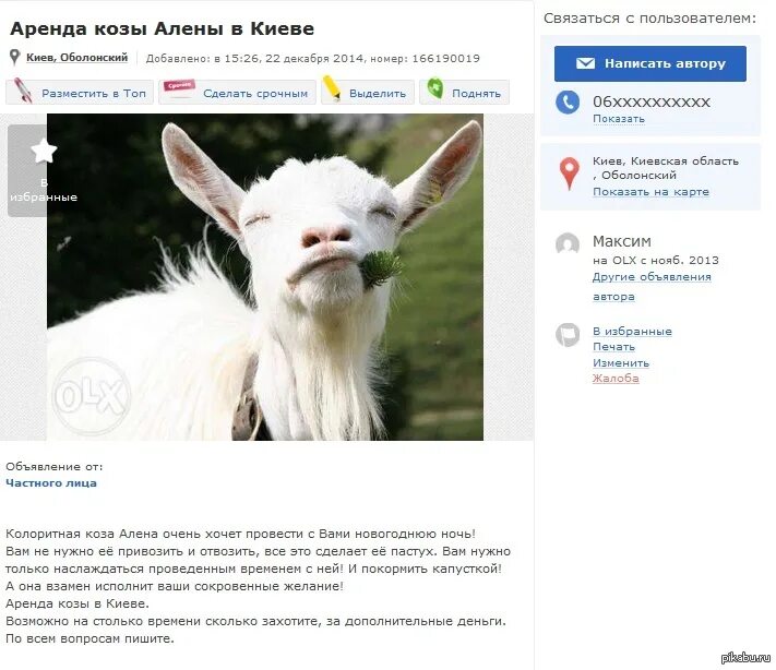 Сдать коза. Алена коза. аренда козы. коза напрокат на лето. фильтруй коза реклама.