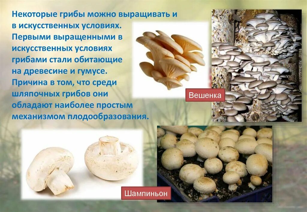 Какой тип питания характерен для шампиньона августовского. Грибы выращиваемые в искусственных условиях. Грибы выращенре в искусственной условиях с. Презентация выращивание грибов. Выращивание грибов в искусственных условиях.