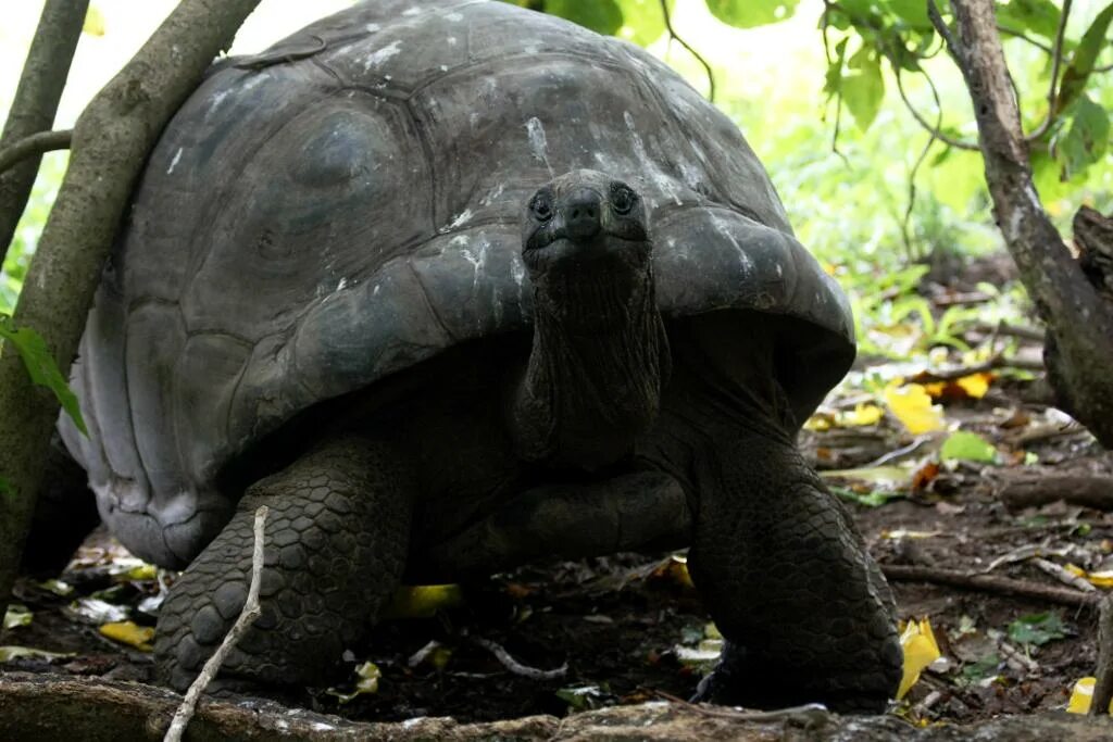 Гигантская черепаха (Testudo gigantea). Черепахи на Сейшельских островах. Megalochelys. Черепаха Megalochelys.