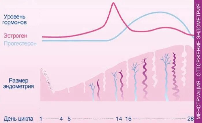 Выработка прогестерона. Менструальный цикл -фазы уровень гормонов. Уровни гормонов в фазы менструационного цикла. Уровни гормона тестостерона по фазам цикла. Прогестерон в менструационного цикла.