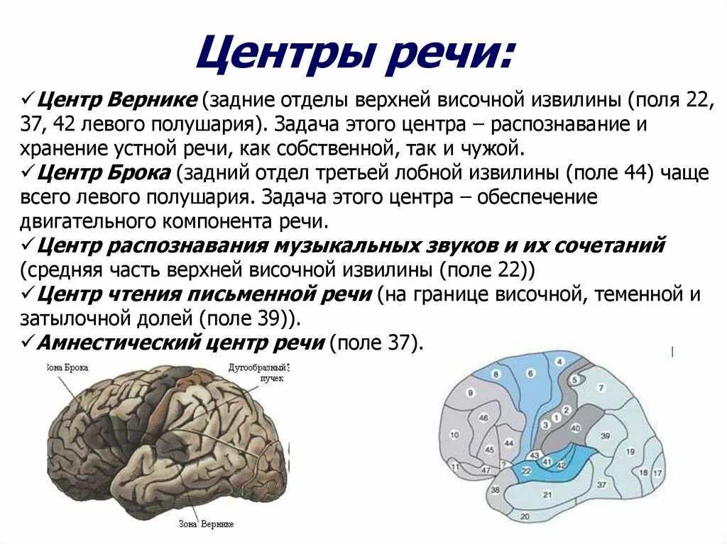 Центр речи в мозге человека. Зоны головного мозга Брока и Вернике. Центры Брока и Вернике в головном мозге. Речевые центры Брока и Вернике. Речевые центры. Зона Брока. Зона Вернике.