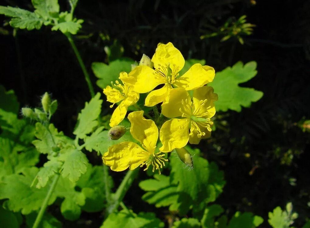 Чистотел Луговой. Chelidonium majus. Чистотел бородавник. Чистотел большой (Chelidonium majus l.). Обработка чистотела