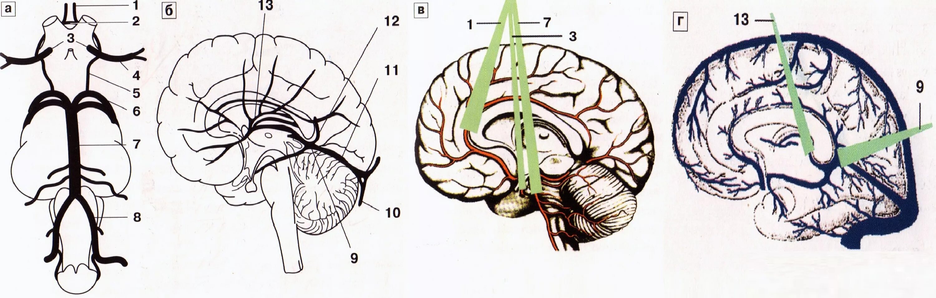 Верхние вены мозга. Комиссуральные вены головного мозга. Нейроанатомия мозговая Вена. Передняя мозговая Вена. Передняя мостосреднемозговая Вена.