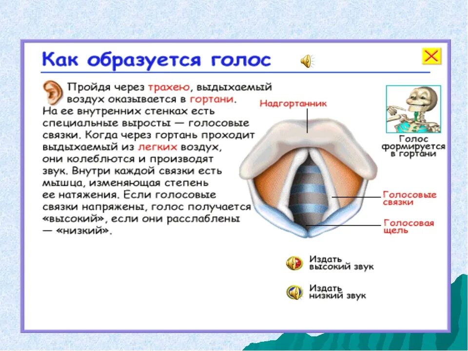 Нижние резонаторы. Как образуется звук голоса. Как образуется голос. Как образуется звук у человека.