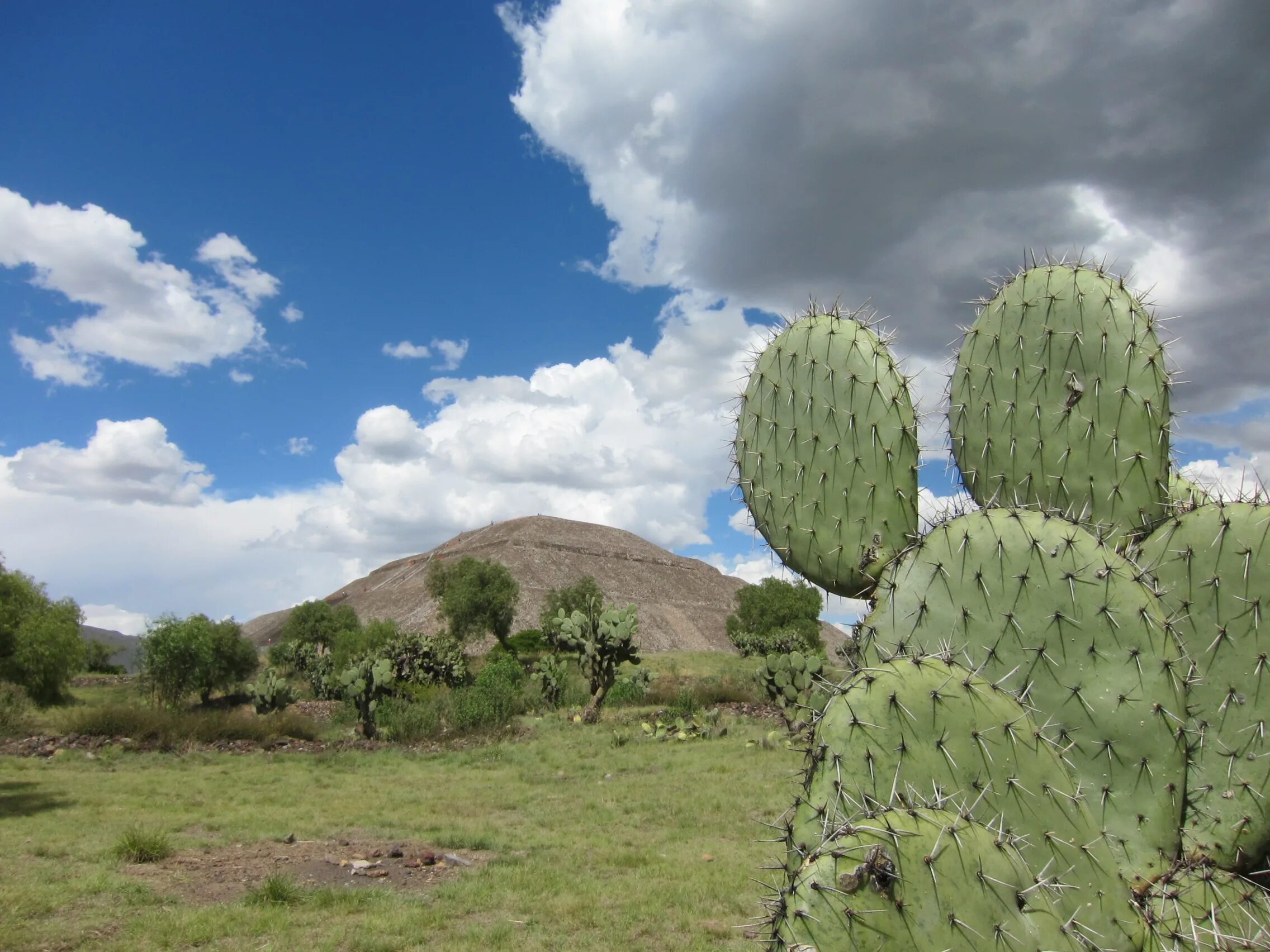 Mexican cactus. Опунция в Мексике. Кардон Кактус Мексика. Мексиканский Кактус опунция. Кактус Сагуаро Северной Америки.
