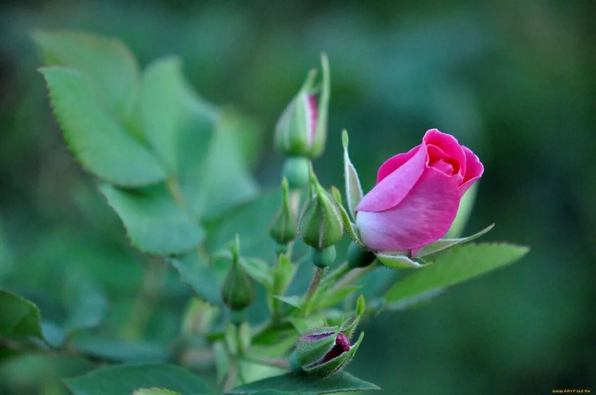 Бутоны дамасской розы. Распускающийся бутон розы. Нераспустившийся бутон розы. Бутон розовой розы