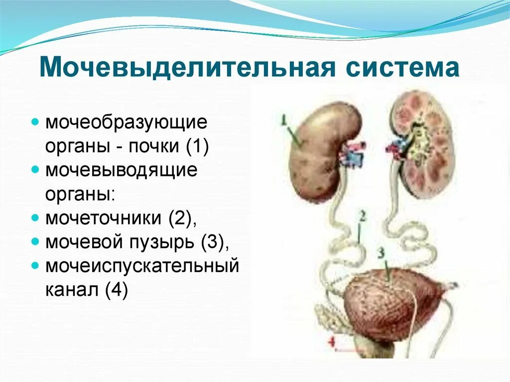 От почек отходят мочеточники. Выделительная система почки мочевые пути. Порядок органов мочевыделительной системы. Мочевыделительная система рис 56. Строение выделительной системы человека.