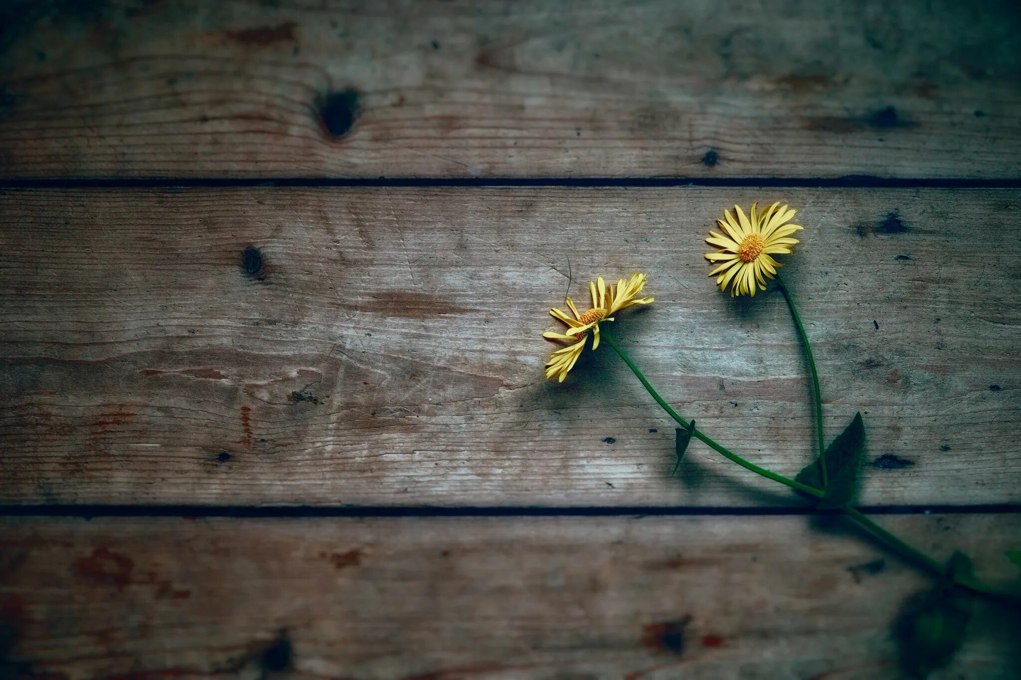 Желтые цветы в природе. Серо желтые цветы. Обложка для фейсбука цветы. Бело желтые цветы. Серо желтые цветы.