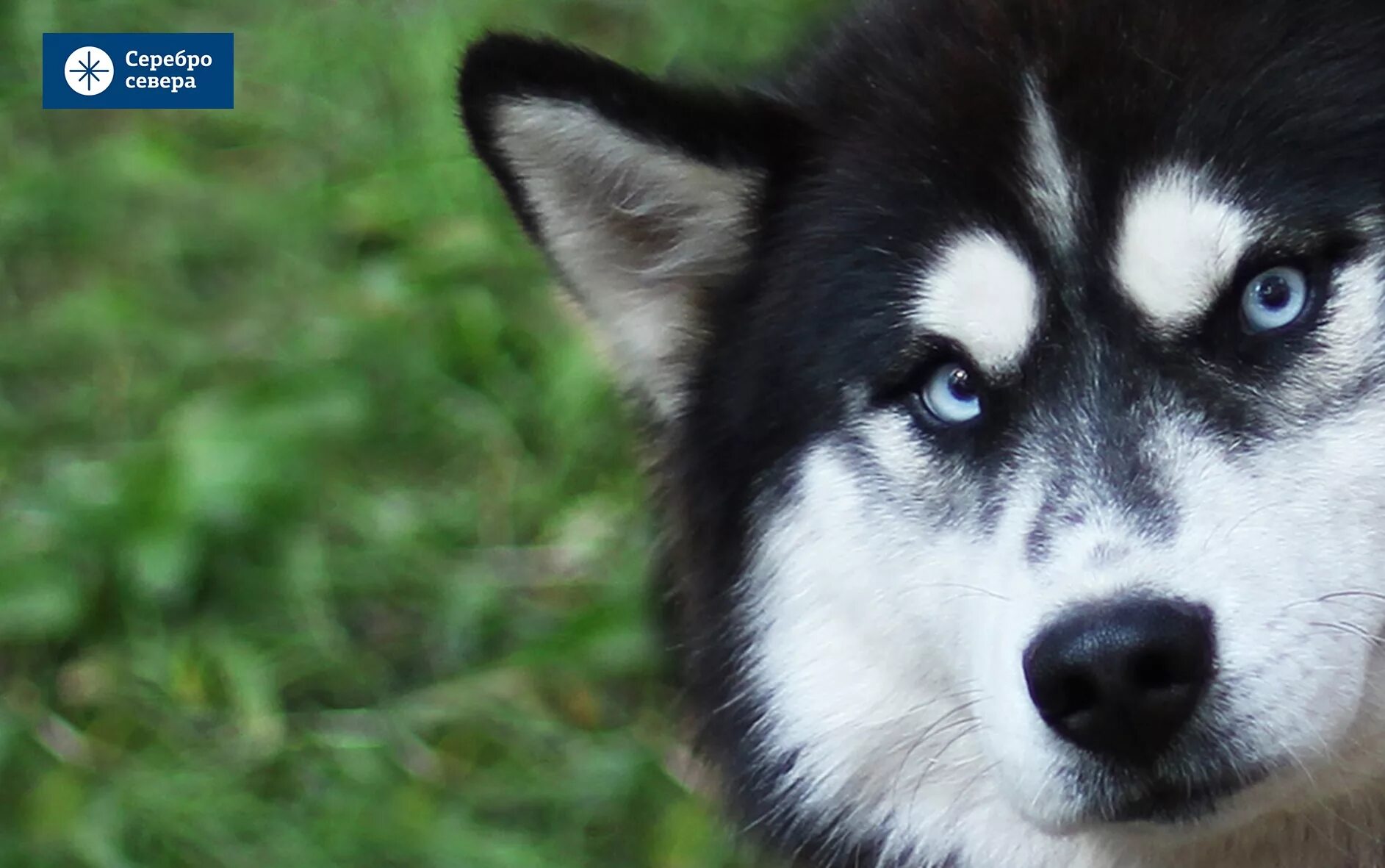 Деревня ездовых собак серебро севера. Серебро севера. Серебро севера. Серебро севера питомник хаски тольятти. Деревня ездовых собак серебро севера.