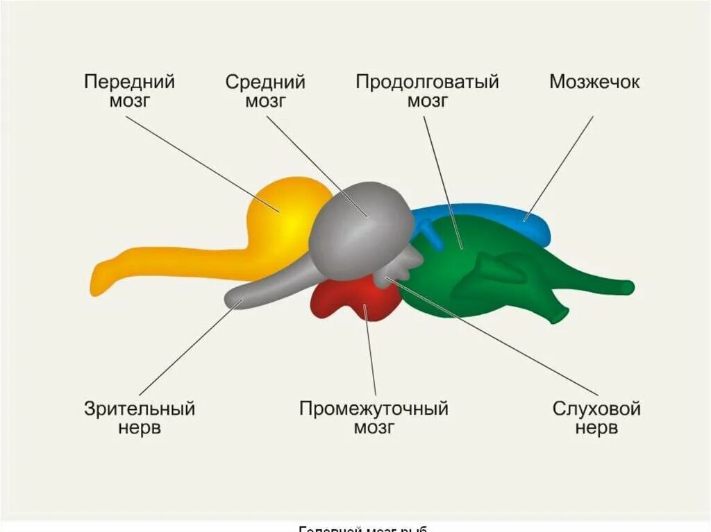 Отделы головного мозга хордовых. Схема строения головного мозга рыбы. Нервная система рыб отделы головного мозга. Отделы головного мозга позвоночных животных.