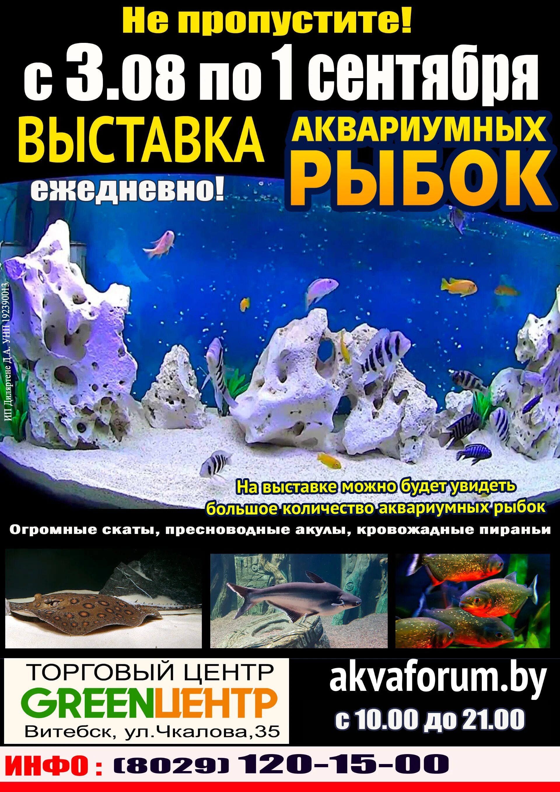 Выставка рыб в прокопьевске в победе. Выставка рыб. выставка аквариумов. выставка рыб в иркутске.