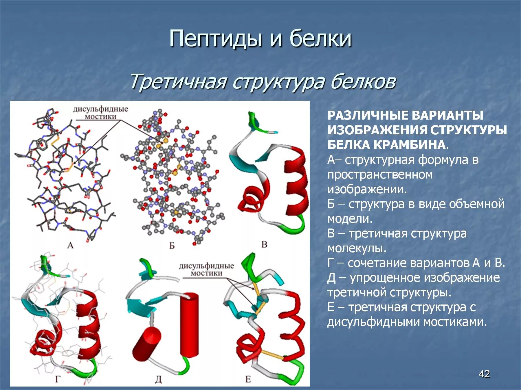 Белки пигменты. Третичная структура белка структурная формула. Пептиды и белки строение пептидов. Трипептиды третичная структура белка. Структура белка формула.