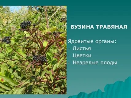 Бузина ядовитая