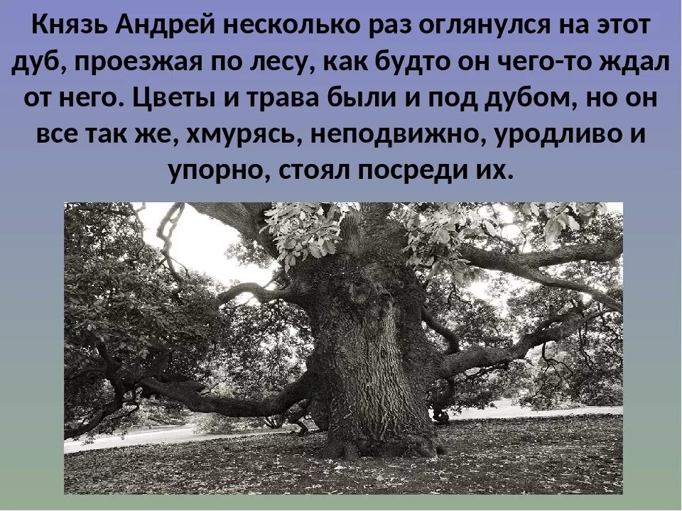 Поездка князя андрея в отрадное. 1 Встреча с дубом Андрея Болконского.