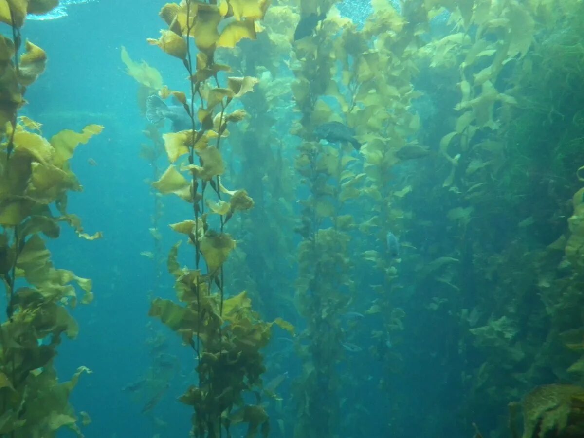 Ламинария в холодных морях. Ламинария зеленая водоросль. Бурые водоросли ламинария. Макроцистис водоросли. Зеленые водоросли Атлантический океан.