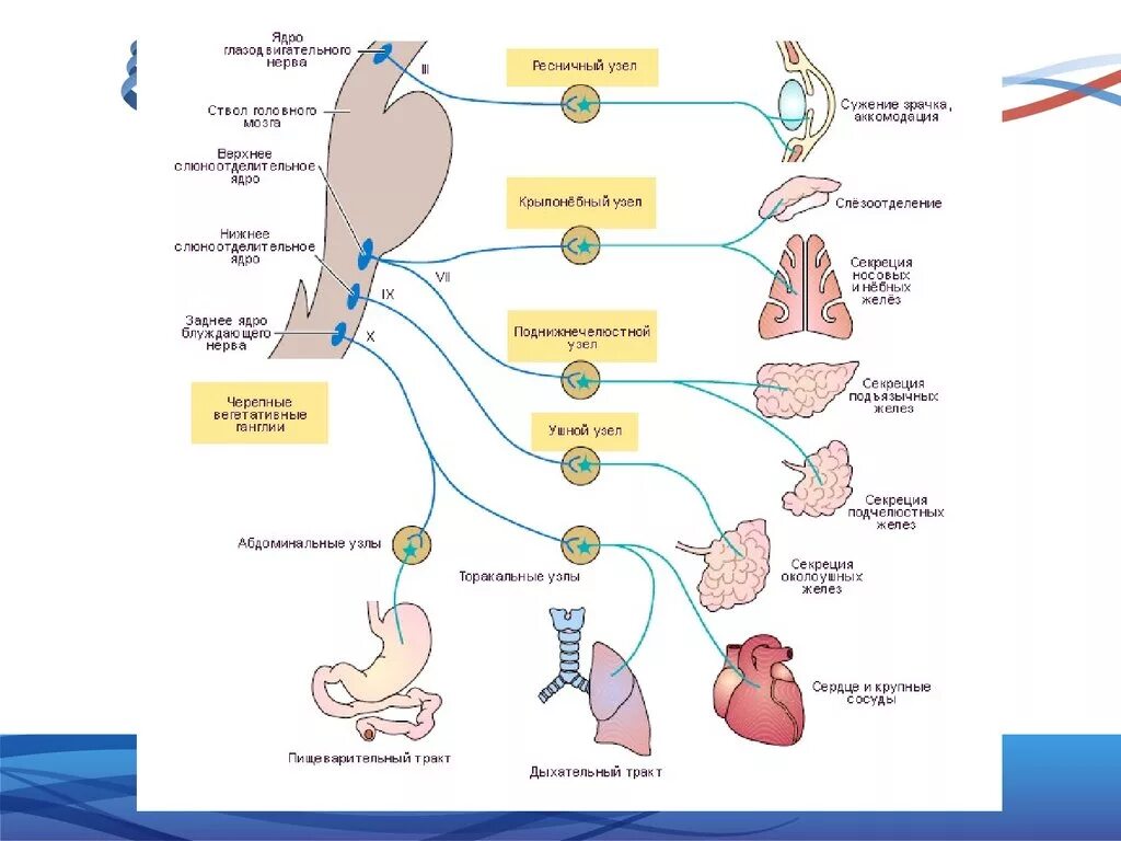 Парасимпатические черепные нервы. Блуждающий нерв nervus Vagus. Вагус нерв схема. 10 Пара блуждающий нерв схема. Ядра блуждающего нерва иннервация.