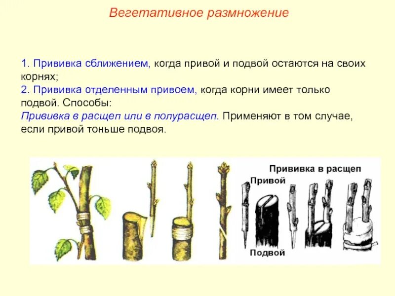 Способы прививки черенком биология 6 класс. Вегетативное размножение растений 6 класс прививкой. Вегетативное размножение прививкой отводками. Прививка растений привой и подвой. Какие виды прививок