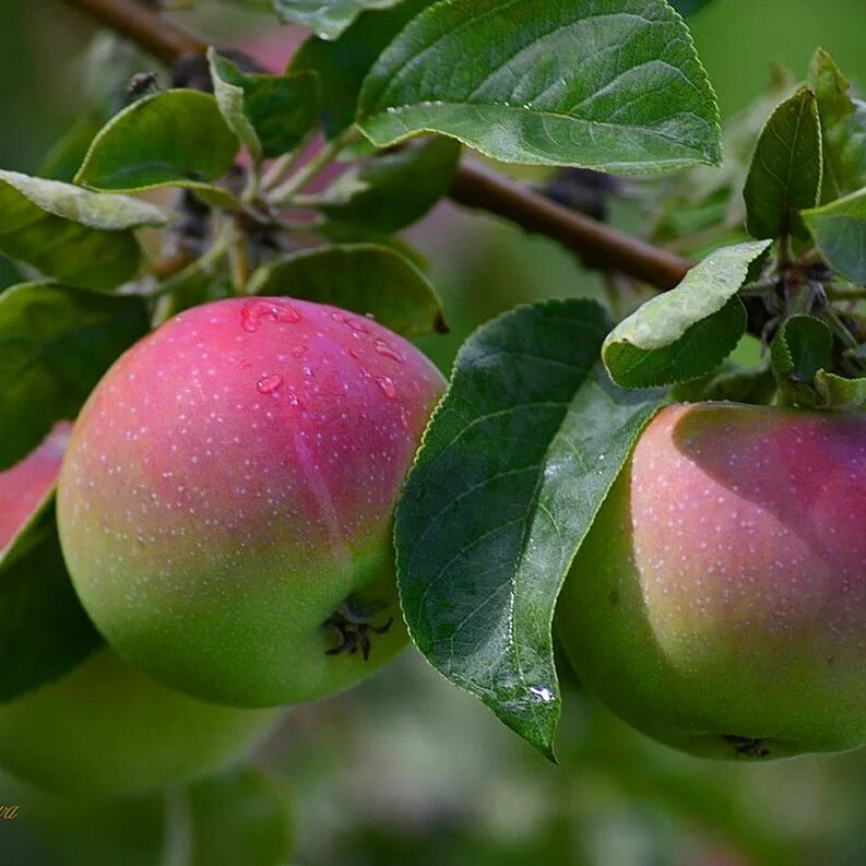 Яблоня домашняя (Malus domestica). Яблоня плодовая Malus domestica. Яблоня яблочный спас. Яблоня домашняя Malus domestica дерево. Яблочный спас описание сорта