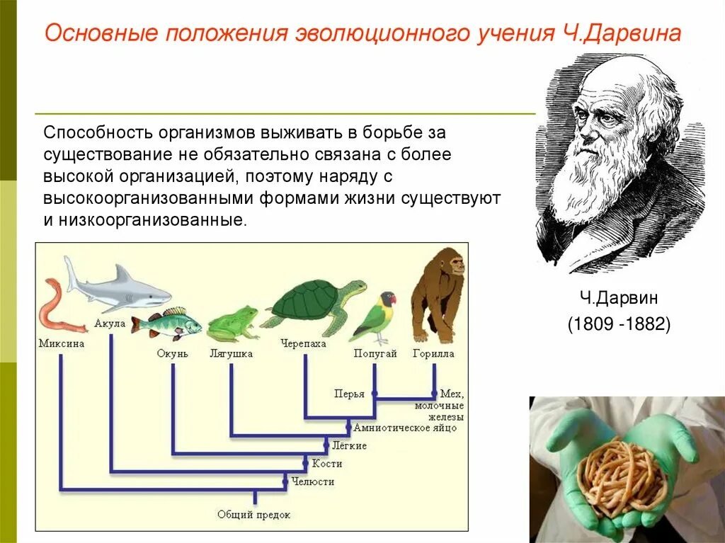 Основные учения об эволюции. Основы эволюционного учения. Эволюционное учение это в биологии. Основы учения об эволюции.