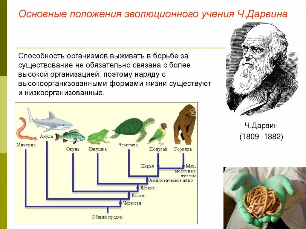 Процесс историко эволюционного становления человека как. Основные учения об эволюции. Основы эволюционного учения. Эволюционное учение это в биологии. Основы учения об эволюции.