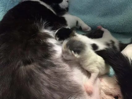 Кормящая кошка во сне женщине
