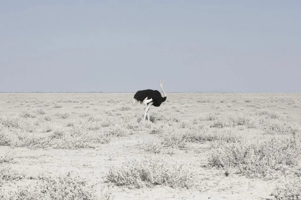 Место где ничего не растет. Пустыня черные земли. Фото пустыни Минимализм. Намиб место где ничего нет.