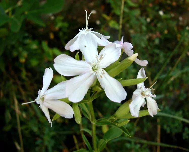 Saponaria officinalis. Мыльнянка обыкновенная. Мыльнянка мыльный корень. Мыльнянка базиликолистная.