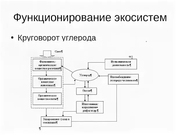 Экосистемы круговорот углерода