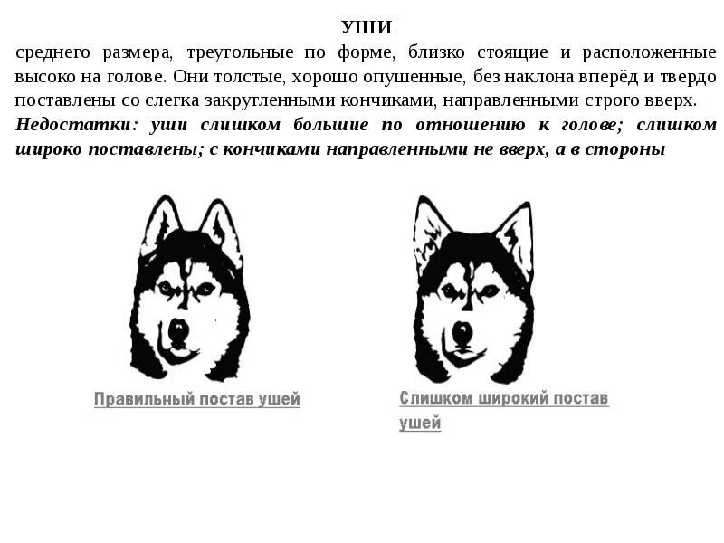 Сколько у собаки ушей. Форма ушей треугольной формы. Форма ушей у хаски. Стандарты ушей хаски. Формы ушей у собак.