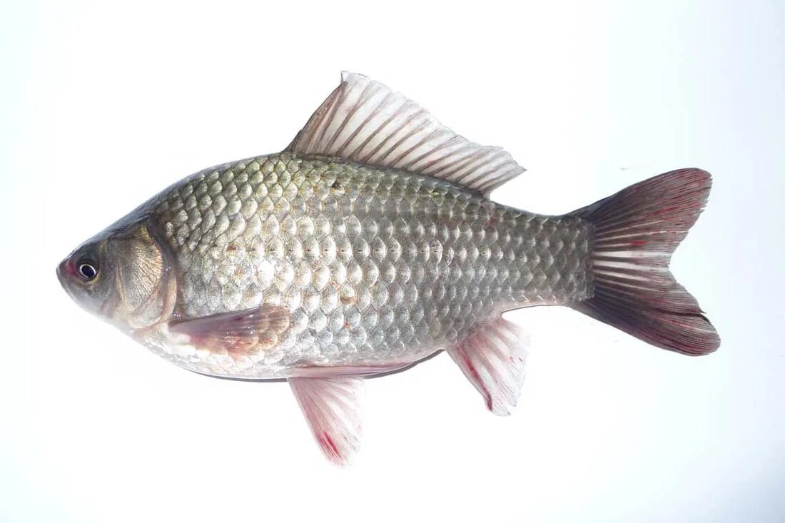 Серебрянный карась Carassius auratus. Карась обыкновенный Carassius Carassius. Серебряный карась (Carassius gibelio). Carassius auratus серебряный карась. Живая рыба карась