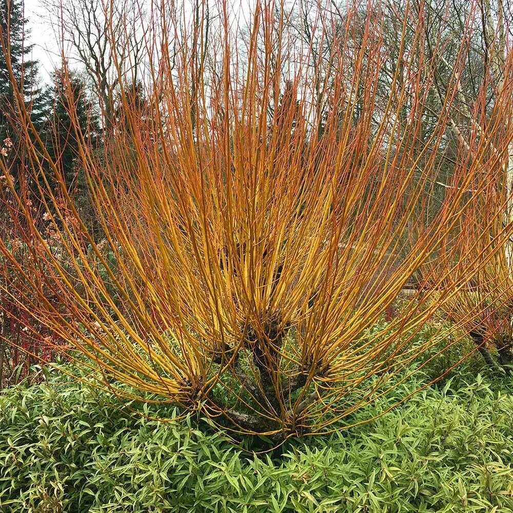 Виды названия ивы. Ива Salix Alba 'vitellina'.. Ива Ледебура pyramidalis. Willow, Salix vitellina. Ива белая Чермезина.