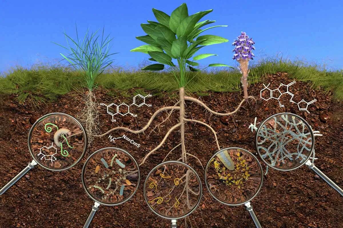 Микроорганизмы ризосферы. Ризосфера растений это. Бактерии в почве. Микроорганизмы в почве. Какого растения получают инновационный ингредиент филобиома актив