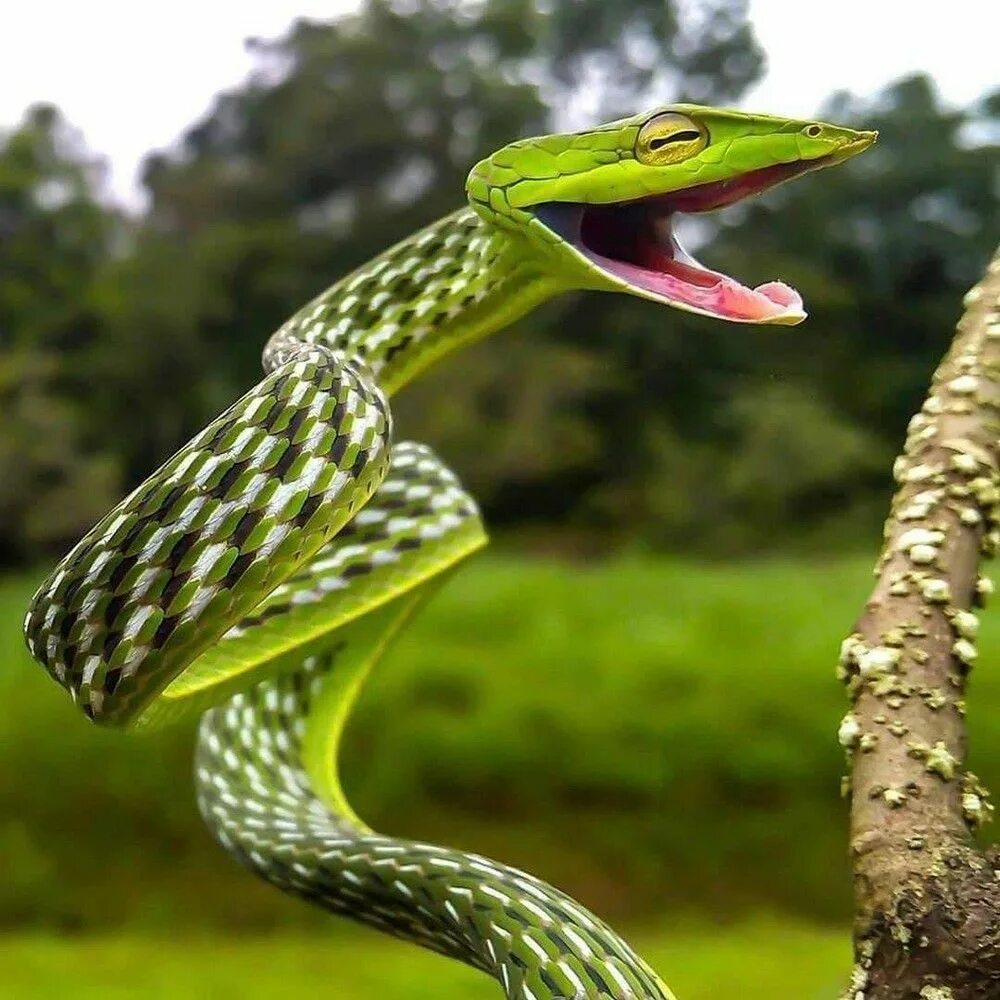 Показать про змей. Змея длиннорылая плетевидка. Ahaetulla prasina. Уж гадюка ,Кобра, питон. Длиннорылая плетевидка[1.