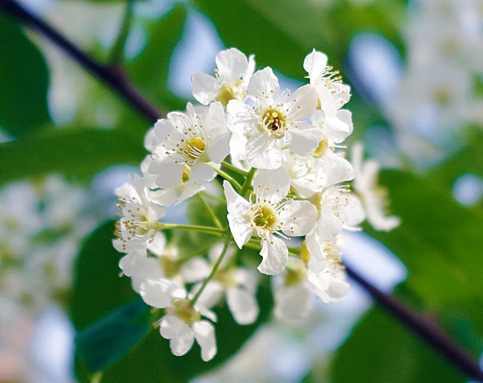 белый белый черемухи цвет обрывает. цветущая черемуха дерево. белой белой черемухи цвет слушать. белой белой черемухи цвет слушать. цик черемухи.