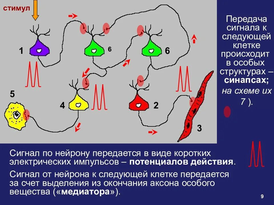 Передают сигналы в организме. Электрический Импульс в нейронах. Передача сигнала нейронами. Электрические сигналы нейрона. Нейроны передают сигналы в мозг.