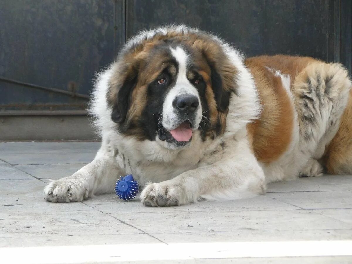 Собаки породы московская сторожевая щенок. Московскаяс торожквая. Московская сторожевая щенки. Московская сторожевая щенки 4 месяца фото. Московская сторожевая щенки чистокровная.