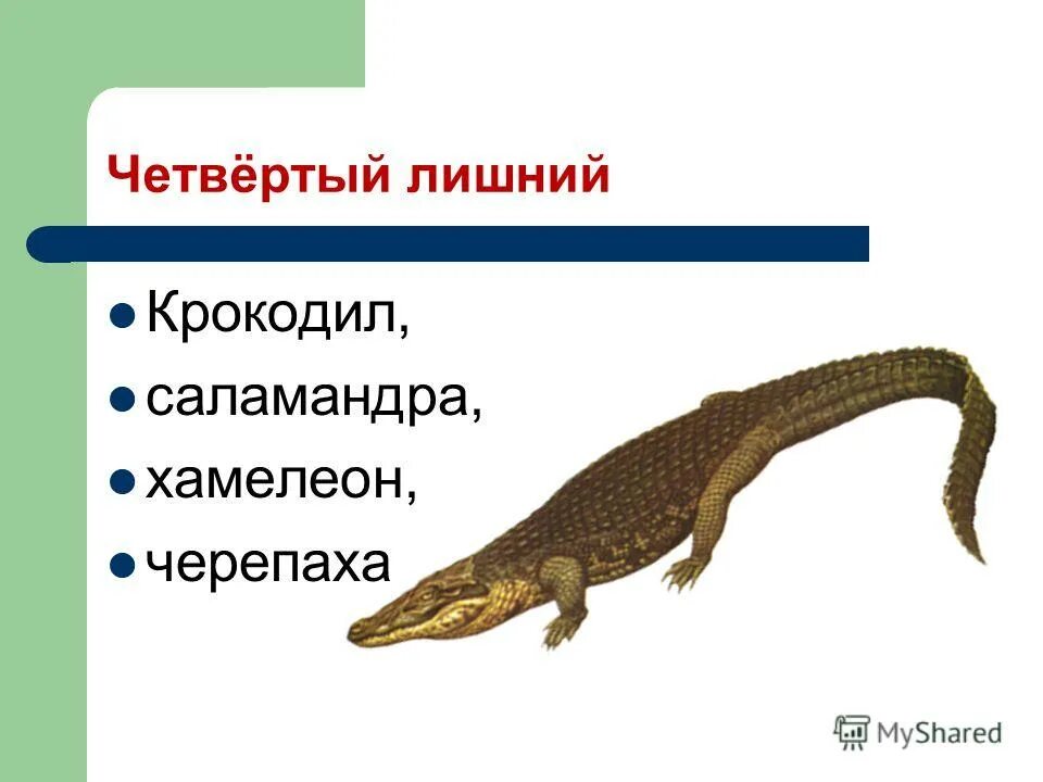 Колик крокодил. Саламандра крокодил. Саламандра крокодил хамелеон черепаха. Легкие ящерицы крокодила Саламандры. Саламандры и крокодилы родственники.